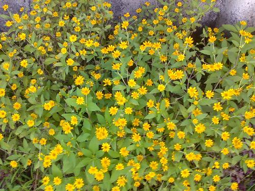 gardening - nice flower