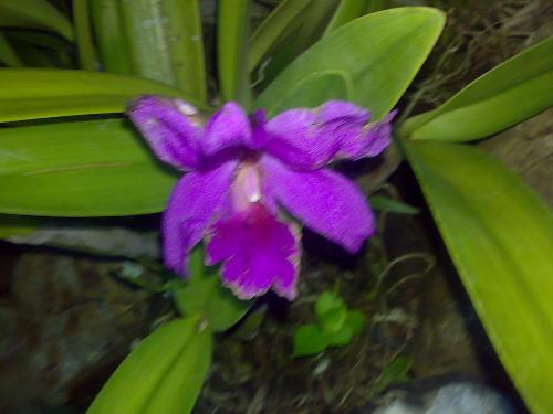 gardening - nice flower
