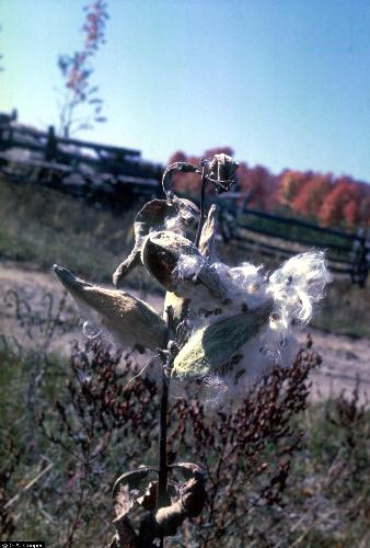 US Government picture of milkweed in the fall. - This picture is also now in one of my discussions. A discussion about crafts a person could use milkweed for. A responder did not know what milk weed was or what it looked like. I couldn't do pictures then and I wasn't sure I could post a link, now I realize I can if a person asks for more information.