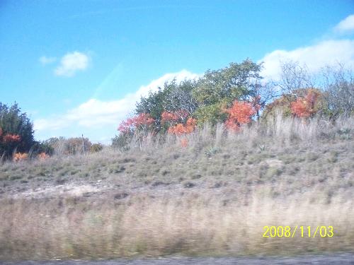 trees - A few trees with leaves changing in south Texas