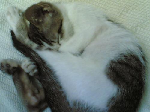 sleeping cat - Though you will wake up no more, in my memories I will always cherish you.