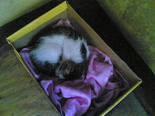 Cat in a carton. - Has to stay there for a while while I convince my boardmate to let her in the room.