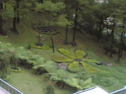 garden - In this place, they number the pinetrees on their trunks. They are being cared in keeping with the total log ban.