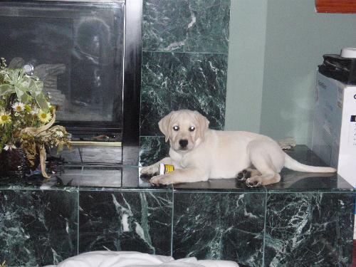 My Yellow Lab - My little puppy Nanook couldn't get up on the ledge of the fireplace when we first got him, then he did and looked soooo cute!