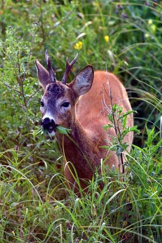 yummie deer meat - fresh meat 