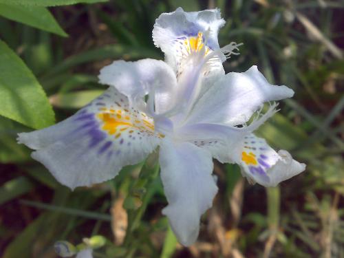 Beautiful Flower - Come From My colloge  Use Nokia N73