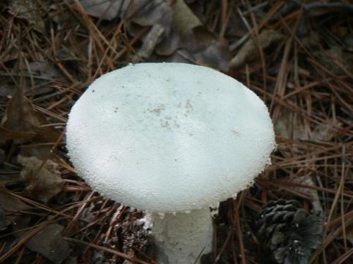 Mushroom in VA - Mushroom in va