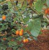 tomatoes - tomatoes on a plant