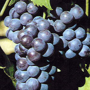 Grapes - Black Hamburgh Grapes