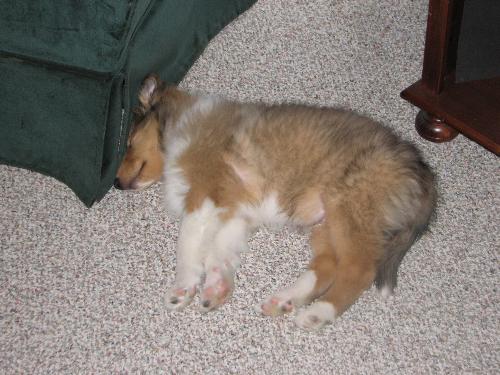 Sleepy King Pup - This is Kingaroo when he was a puppy.