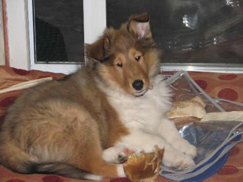 King - This is King, a little older, still cute!
