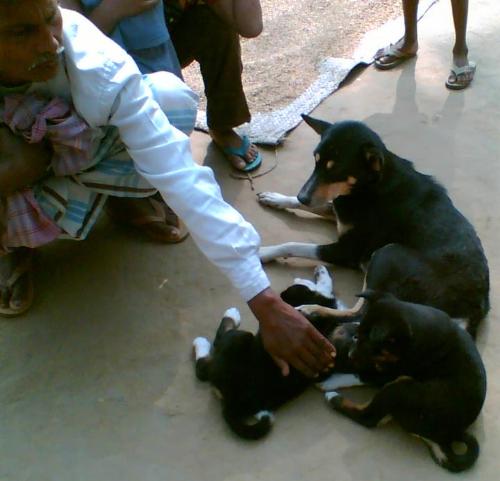 This is my pet dog and her puppies - This is my pet dog who has recently given birth to three puppies.