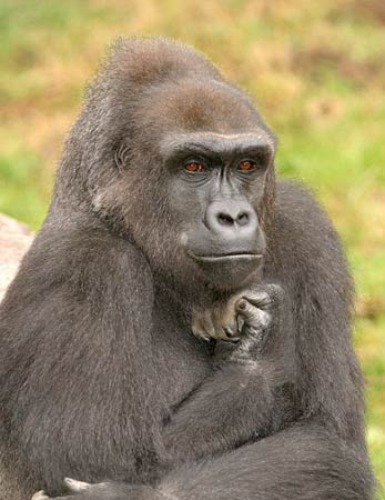 another meditator  - like human beings,animals as well act as a thinker once in a while .lmao