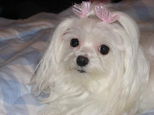 My Maltese November 2008 - Just another pic of our spoiled Maltese. We love her so much!!!