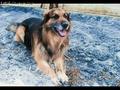 Wee Man - This is my German Shepherd, he is 8 years old.