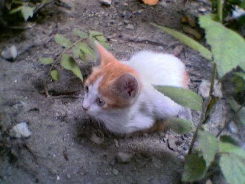 A kitten we had before.. - Her name is 'baboy'  I really like having cats but, this one didn't last long enough.. my sister said that it got lonely too much.. (-_- )