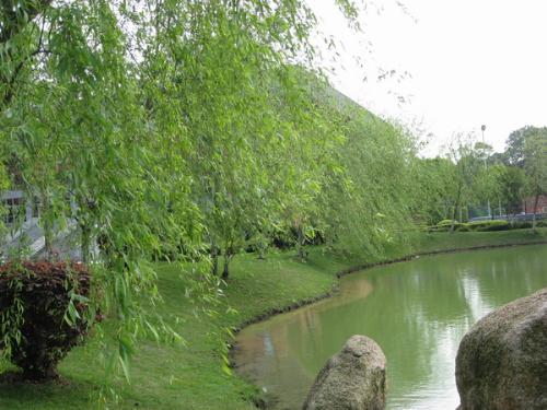 my high school - this is my high school.it's beautifui.from the picture ,you can see the lake and some willows.when the wind is coming,you can see the willows dancing.