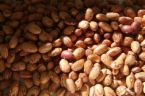 beans - beans is food for the brain