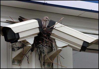 safety pegion - clever pegion avoiding the sharp eyes of the spy cams...