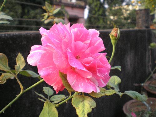 Pink Rose - A beautiful home grown pink rose with spreading petal