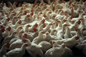 Chickens - Several Chickens moving from one spot to another.