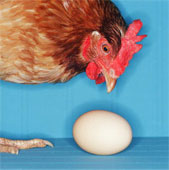Chicken or Egg? - So which one came first? Chicken or the Egg?