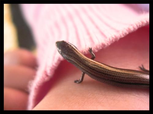 lizard a friend - lizard