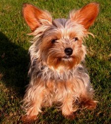 Yorkie - Sunny October 2008, playing in the grass, baby Roxy born May 02, 2008