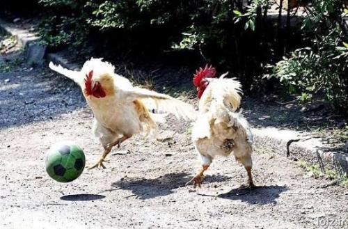 soccer mania - soccer mania is every where around the world....in every corner...in all species... sont believe me....look at the pic....