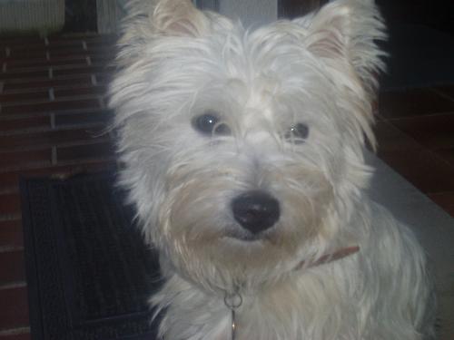 my pet - His name is Harvie, he is a westhighland white terrier