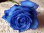 rosesssssssss - hey have u ever seen blue rose?????????????????