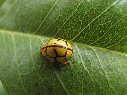 Ladybug - a bettle taken with a macro