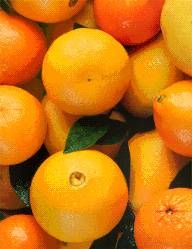 oranges - fresh from the garden