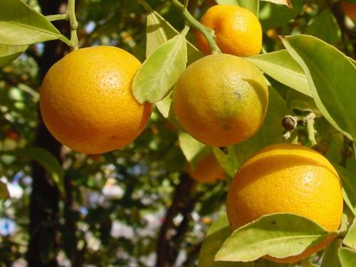 oranges - on the tree