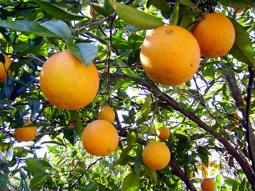 oranges - ready for the harvest