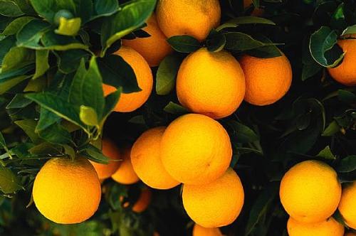 oranges - very big ones
