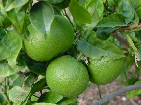 oranges - not yet ripe