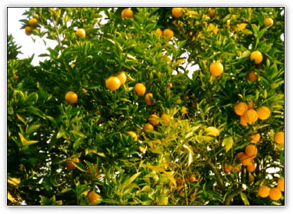 oranges - orange farm