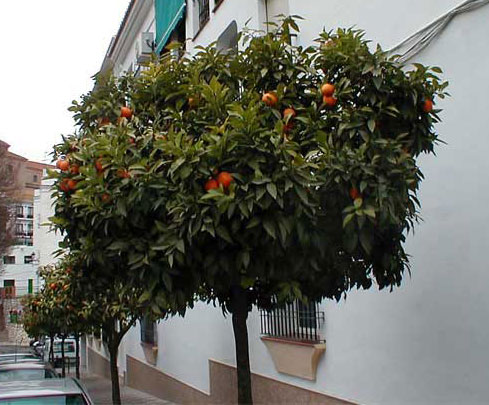 oranges - orange tree at the side of the house.