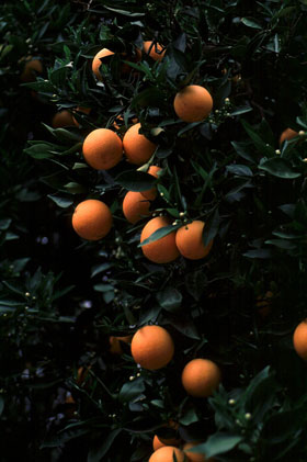 oranges - looks nice on the tree.