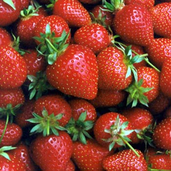 Strawberries - Yummy, bright, red, ripe delicious strawberries. Tasty and nutritious