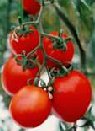 tomato plants - They have a season unless you are growing in a hothouse/greenhouse.