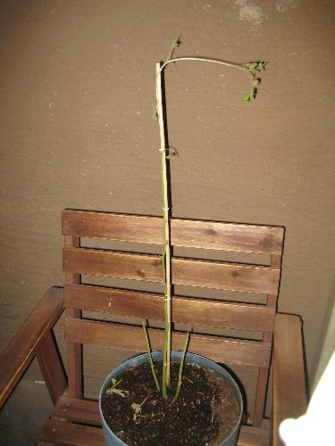 This is the tomato plant in full, it is about 3 fe - This plant is three feet tall. The leaves on the top look healthy, but that could change tomorrow. There are also small buds on the stock.