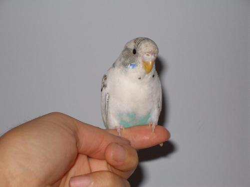 budgie - This is the budgie (parakeet) that I had.