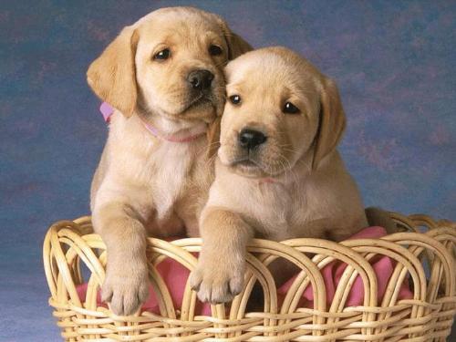 puppies  - puppies are real cute..