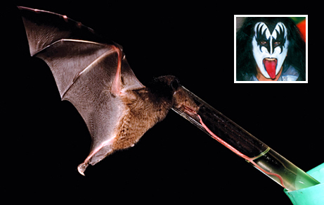 bat, a bird, no, animal, no, mamel - its bat part of my distracted discussion