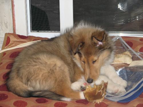 Puppy - King, busy chewing on a bone
