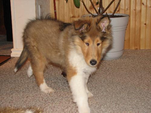 King Puppy - Nice Ears :P