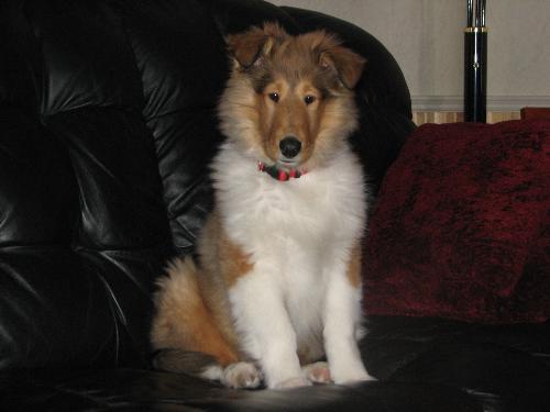 Bad Dog - You're not supposed to be on the leather couch lol.
