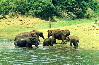 Thekkady - Another fantastic view in thekkady. One of the coolest place in kerala.
